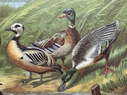 Antike grafik fauna enten - antike, fauna: