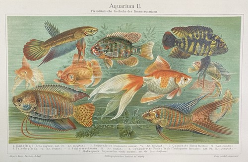 Antike grafik fauna fische - grafik,