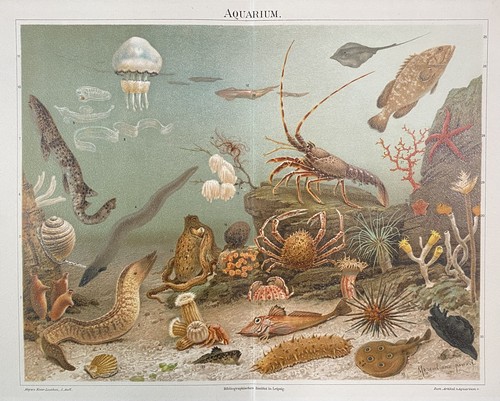 Antike grafik fauna aquarium - antike,