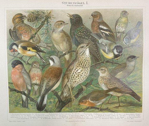Antike grafik fauna - antike, vögel