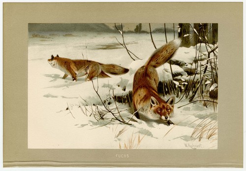 Fuchs füchse rotfuchs - füchse,