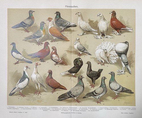 Antike grafik fauna - grafik, fauna: