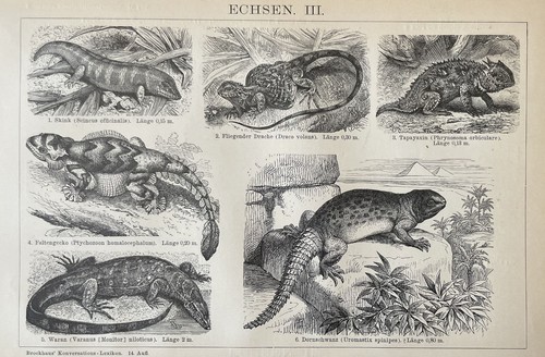 Eidechsen iii historischer - iii.,
