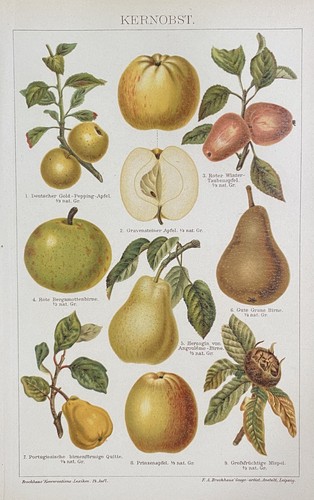 Antike grafik pomologie obst - grafik,