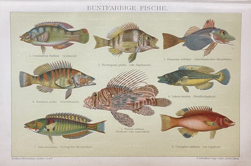 Antike grafik fauna - grafik,