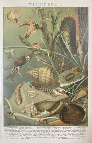 Antike grafik fauna - antike,