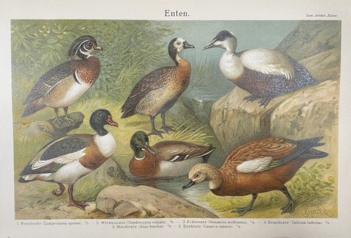 Antike grafik fauna enten - antike,