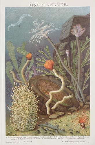 Antike grafik fauna - antike,