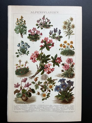 Antike grafik flora - antike,