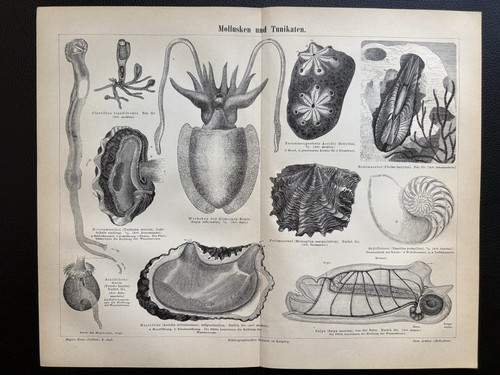 Antike grafik fauna muscheln - antike,